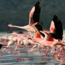 Los flamencos son la principal seña de identidad de Lago Nakuru