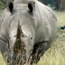 El rinocerontes es sin duda el otro gran atractivo del Parque