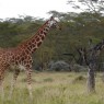 La población de jirafas Rothschild de Lago Nakuru es la segunda mayor del mundo