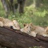 Los depredadores no abundan y son dificiles de ver, pero podemos encontrar ejemplares de leones