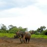 Elefantes en el Parque Nacional de Aberdares, Kenia