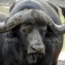 Los búfalos son los otros grandes mamíferos que más podremos ver en Aberdares