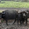 Búfalos vistos desde una terraza inferior en el Parque Nacional de Aberdares