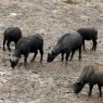 Manada de búfalos vistos desde una terraza superior en el Parque Nacional de Aberdares