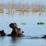 Los hipopótamos forman una comunidad importante en Lago Naivasha