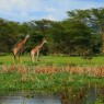 En las orillas de Lago Naivasha pueden verse ejemplares de jirafas