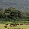 Lapoca presencia de depredadores es sinónimo de paz para los herbívoros en el Parque Nacional de Arusha