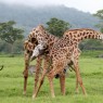 Aunque en ocasiones se puedan presenciar luchas como las de estas dos jirafas, con sus temibles golpes con el cuello