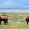 Elefantes en el Parque Nacional del Lago Manyara, Tanzania
