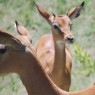 Impalas en el Parque Nacional del Lago Manyara, Tanzania