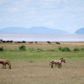 Cebras, búfalos y flamencos en el Parque Nacional del Lago Manyara, Tanzania
