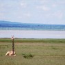 Jirafa descansando en el Parque Nacional del Lago Manyara, Tanzania
