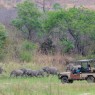 Los safaris en Selous se pueden realizar en vehículos semiabiertos
