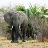Más de 65.000 elefantes habitan en el Coto de Selous