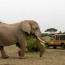 Enormes elefantes machos vagan por este magnífico corredor entre Amboseli y los Parques del Norte. Sinya, Tanzania
