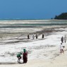 Las playas en Zanzíbar son públicas y están llenas de vida. Playa de Pingwe con marea baja.