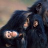 El encuentro con chimpacés es siempre sorprendente en Gombe Stream