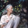 La primatóloga Jane Googall lleva 50 años estudiando a los chimpancés de Gombe Staream