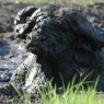 Se estima en más de 15.000 los ejemplares de búfalos en el Parque Nacional de Katavi