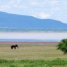 Parque Nacional de Lago Manyara