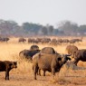 Búfalos en Mikumi, Tanzania