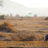 Hiena en el Parque Nacional de Mikumi