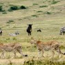 Dos guepardos siendo observados por cebras y ñues en el Cráter de Ngorongoro, Tanzania