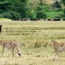 Área de Conservación de Ngorongoro