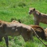 Manada de leones en el Cráter de Ngorongoro, Tanzania