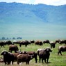 Búfalos en el Cráter de Ngorongoro, Tanzania
