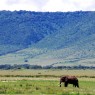 Impresionante elefante en el Cráter de Ngorongoro, Tanzania