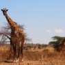 Jirafas en Ruaha, el Parque Nacional más extenso del Este de África