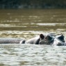 El río Wami en Saadani, es el lugar ideal para observar grandes poblaciones de hipopótamos