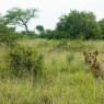 Al ritmo de los herbívoros, la comunidad de leones se recupera también en Saadani