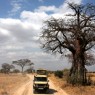 Legendario Baobabs salpican el Parque Nacional de Tarangire, Tanzania