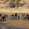 Elefantes en temporada seca en el Parque Nacional de Tarangire, Tanzania