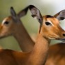 Preciosos impalas en el Parque Nacional de Tarangire, Tanzania