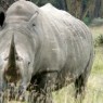 Los rinocerontes son para muchas personas el mayor atractivo del P.N. de Lago Nakuru