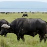 Los búfalos forman grandes manadas en la zona sur del P.N. de Lago Nakuru