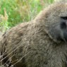 Los babuinos son muy numerosos en Lago Nakuru, Kenia