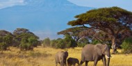 Los dos mayores atractivos del Parque Nacional de Amboseli: los elefantes y las vistas del Kilimajaro