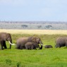 Familia de elefantes atravesando los humedales en Amboseli