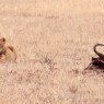 Aunque menos numerosos que en Masai Mara, también podemos observar leones en Amboseli