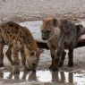 Cachorros de hiena en el Parque Nacional de Amboseli. Kenia.