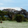 El Parque Nacional de Amboseli alberga hasta 600 especies diferentes de aves, avestruces incluidos