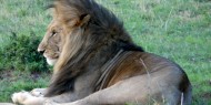 Masai Mara alberga una de las densidades más altas de leones del planeta