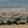 Manada de elefantes en las llanuras de Masai Mara, Kenia
