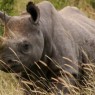 Rinoceronte en la Reserva Nacional de Masai Mara, Kenia