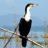 Existe una gran población de cormoranes de pecho blanco en Lago Naivasha