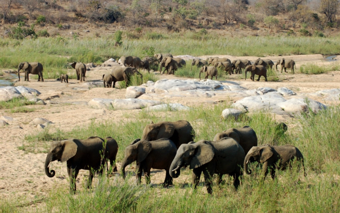 Reserva privada de Kapama (Área del Kruger)